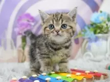 マンチカン(短足)【茨城県・女の子・2025年7月1日・ブラウンタビー】の写真6「獣医師さんによる健康診断実施済み!🏥もちろん健康診断書も付いてます🌟」