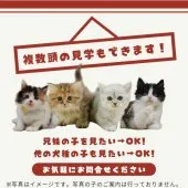 ミヌエット(長足)【茨城県・女の子・2026年7月9日・クリーム系/ブラウン系】の写真9「複数の子猫を見学可能です☺ご希望の子がいれば遠慮なくお伝えください！🐾」