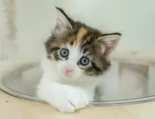 ノルウェージャンフォレストキャット【茨城県・女の子・2025年9月28日・キャリコ】の写真9「「見るだけ」「話を聞くだけ」でもOK！お気軽にお問い合わせください📧」