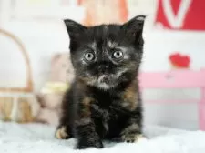 ミヌエット(長足)【茨城県・女の子・2025年8月10日・トーティ】の写真9「「見るだけ」「話を聞くだけ」でもOK！お気軽にお問い合わせください📧」