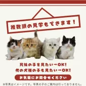 ラグドール【茨城県・男の子・2025年5月8日・ブルーポイントバイカラー】の写真5「複数の子猫を見学可能です☺ご希望の子がいれば遠慮なくお伝えください！🐾」