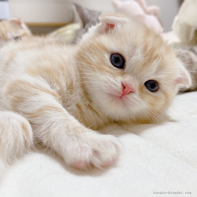 【中古】 子猫かわいい/どうぶつ出版/植木裕幸 二木康裕ブリーダーのブログ｜うずちゃんの子猫たち💖(21.6.17