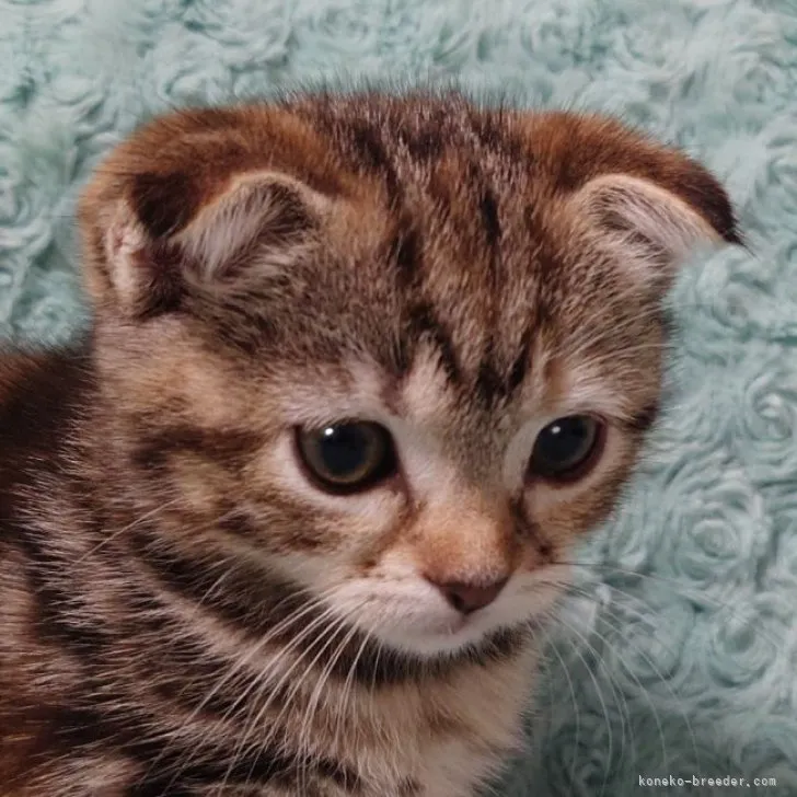 ID:2306-01523の子猫