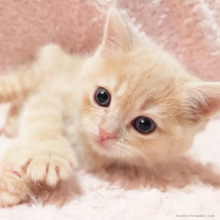 ID：2303-02772の子猫