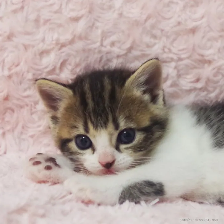 ID:2310-02241の子猫
