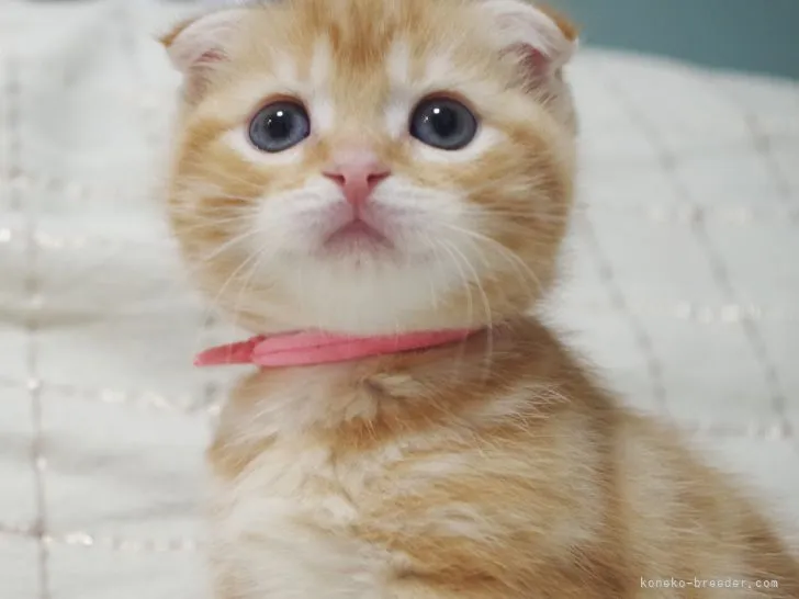 ID:2112-01602の子猫