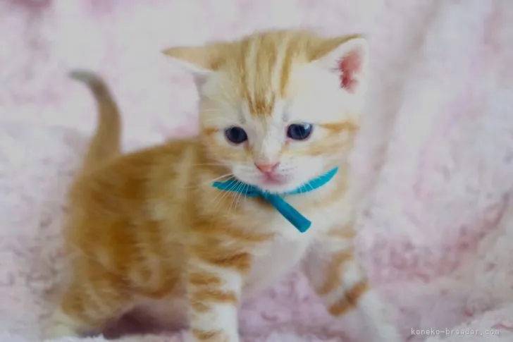 ID：2104-00544の子猫