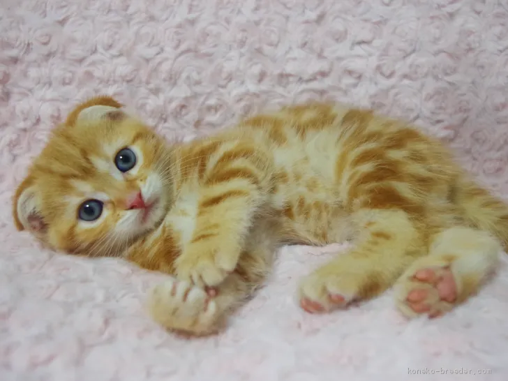 ID:2011-00614の子猫
