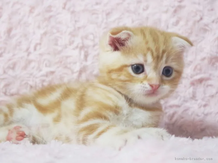 ID：2204-02753の子猫