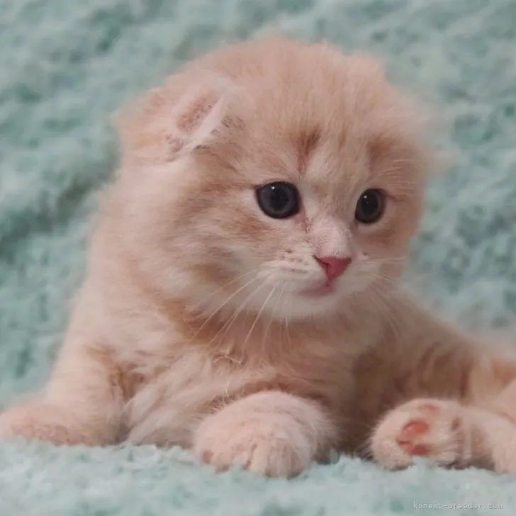 ID：2305-01366の子猫