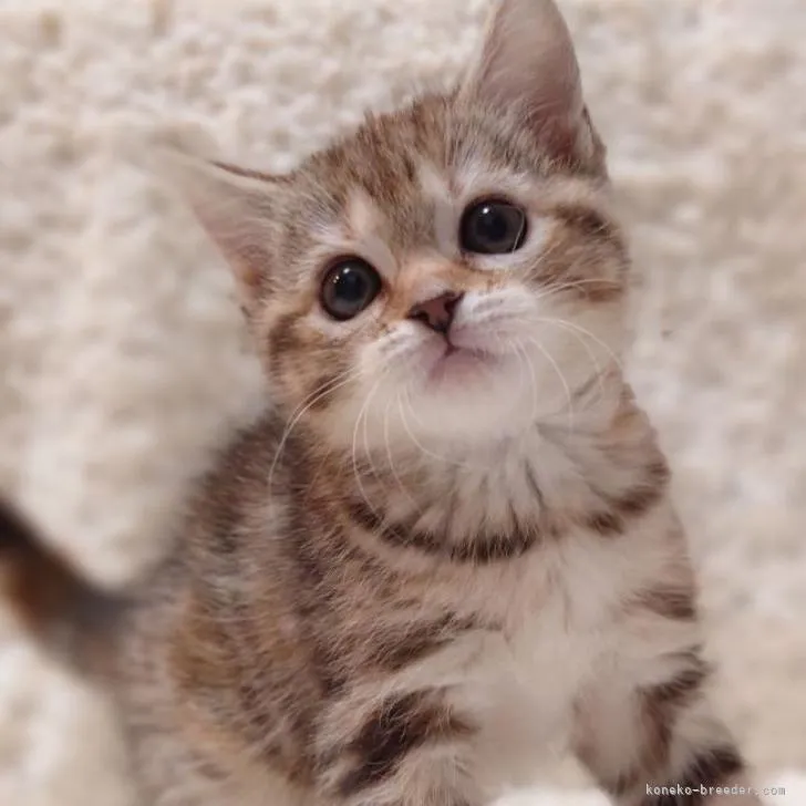 ID:2301-01022の子猫