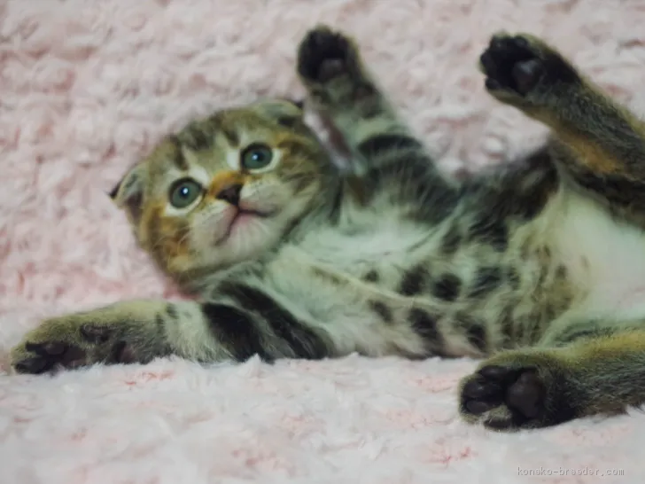 ID：2011-00612の子猫