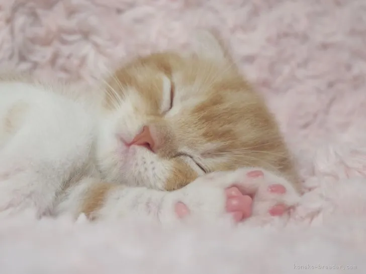 ID：2108-01139の子猫