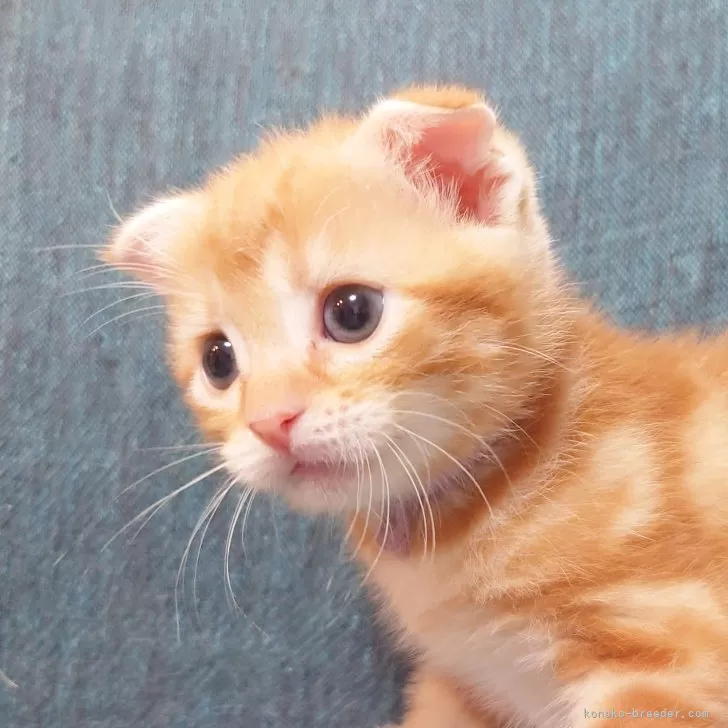 ID：2407-01711の子猫