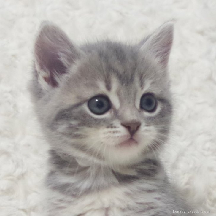 スペイン発送 MANGO ダイカット子猫靴 選べるカラー 今季新作 マンチカン 】横浜の短足スター誕生！クリームカラーの女の子を