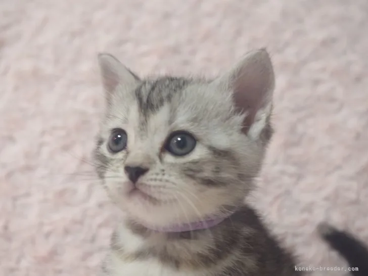 ID:2108-01146の子猫
