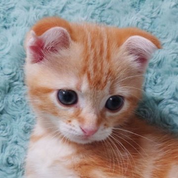 スコティッシュフォールド(折れ耳)【群馬県・男の子・2023年5月15日・レッドタビー】の写真「★掲載終了間近★とっても元気でかわいい男の子♪」