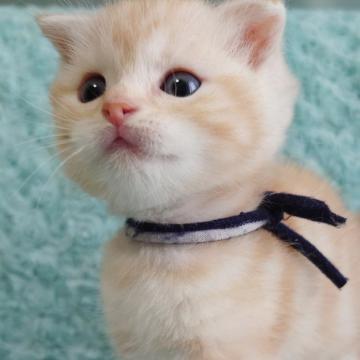 スコティッシュフォールド(折れ耳)【群馬県・男の子・2022年8月11日・レッドタビー(クリーム)】の写真「みんなと仲良し♪」