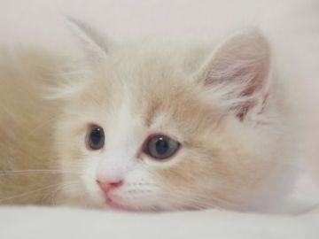 スコティッシュフォールド(立ち耳)【群馬県・男の子・2022年4月15日・クリーム&ホワイト（ロング）】の写真「おもちゃ大好き！遊ぶのが大好きな男の子♪」