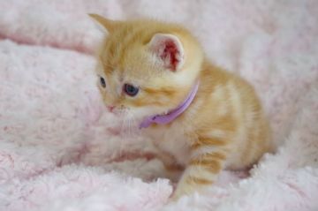 スコティッシュフォールド(立ち耳)【群馬県・男の子・2021年3月13日・レッドタビー】の写真「人気の立ち耳レッド！人懐っこい男の子♪」