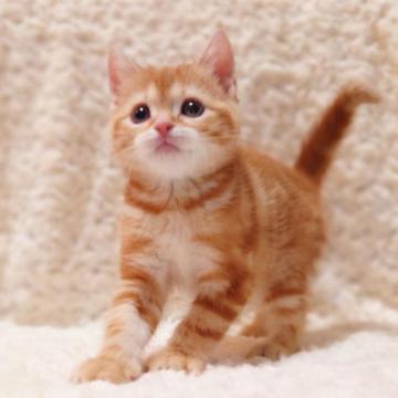 スコティッシュフォールド(立ち耳)【群馬県・男の子・2022年12月15日・レッドタビー】の写真「とっても人懐っこい♪立ち耳ちゃん！」