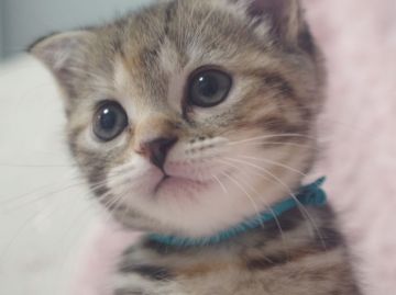 スコティッシュフォールド(折れ耳)【群馬県・女の子・2021年7月19日・ブラウンタビー】の写真「いつも人の近くにいるかわいい女の子♪」