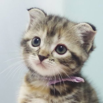 スコティッシュフォールド(折れ耳)【群馬県・女の子・2023年9月18日・ブラウンタビー】の写真「★14日に掲載終了予定★ 垂れ目がかわいい女の子♪」