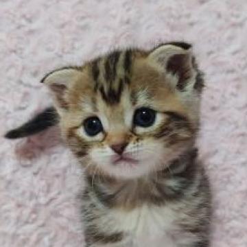 スコティッシュフォールド(立ち耳)【群馬県・女の子・2022年8月11日・ブラウンパッチドタビー】の写真「遊ぶの大好き♪元気な女の子♪」