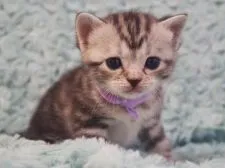 スコティッシュフォールド(立ち耳)【群馬県・女の子・2021年7月19日・】の写真5「8/12撮影」