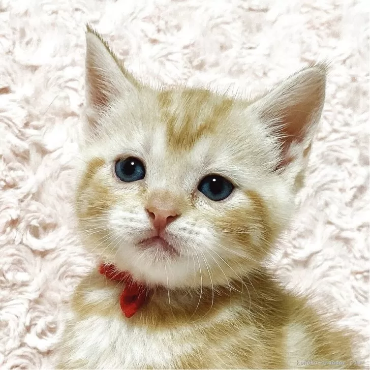 ID：2507-00120の子猫