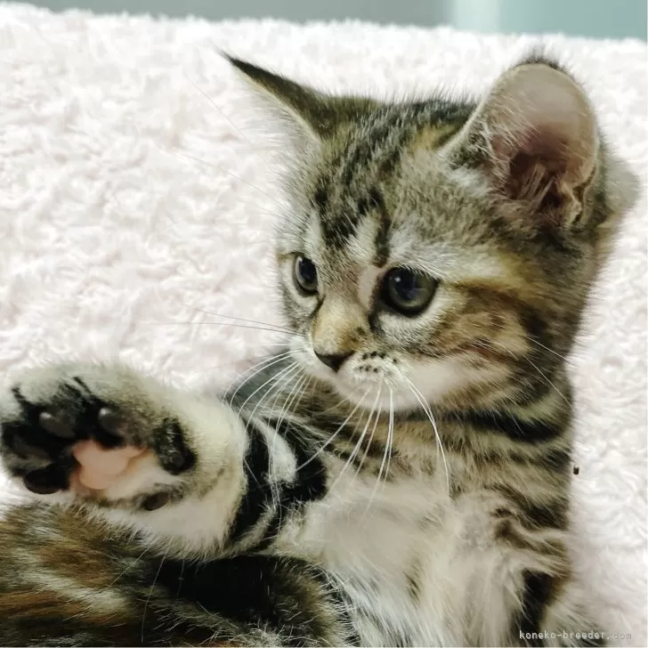 ID:2507-00124の子猫