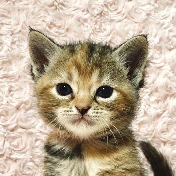 スコティッシュフォールド【群馬県・女の子・2025年6月4日・ブラウンパッチドタビー】の写真「ブラウンとレッドのきれいな毛色の女の子🐱💕」