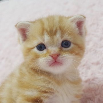 スコティッシュフォールド(折れ耳)【群馬県・男の子・2025年10月24日・レッドタビー】の写真「きゅるんとおめ目で見つめてくれます💕✨」