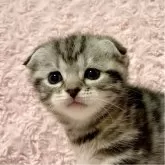 スコティッシュフォールド(折れ耳)