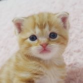 スコティッシュフォールド(折れ耳)