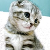 スコティッシュフォールド