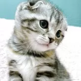 スコティッシュフォールド(折れ耳)