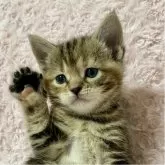 スコティッシュフォールド(立ち耳)