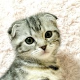 スコティッシュフォールド