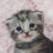 スコティッシュフォールド(立ち耳)【群馬県・女の子・2025年1月14日・シルバーパッチドタビー】の写真9