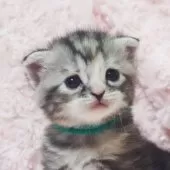 スコティッシュフォールド(立ち耳)【群馬県・女の子・2025年1月14日・シルバーパッチドタビー】の写真2