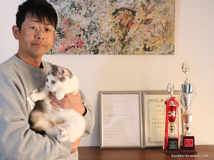ブリーダー歴は5年と短いですが他にはない可愛さを持った良質な子猫をご紹介しています｜伊藤　大介(いとう　だいすけ)ブリーダー(三重県・スコティッシュフォールドなど・JCC登録)の紹介写真2