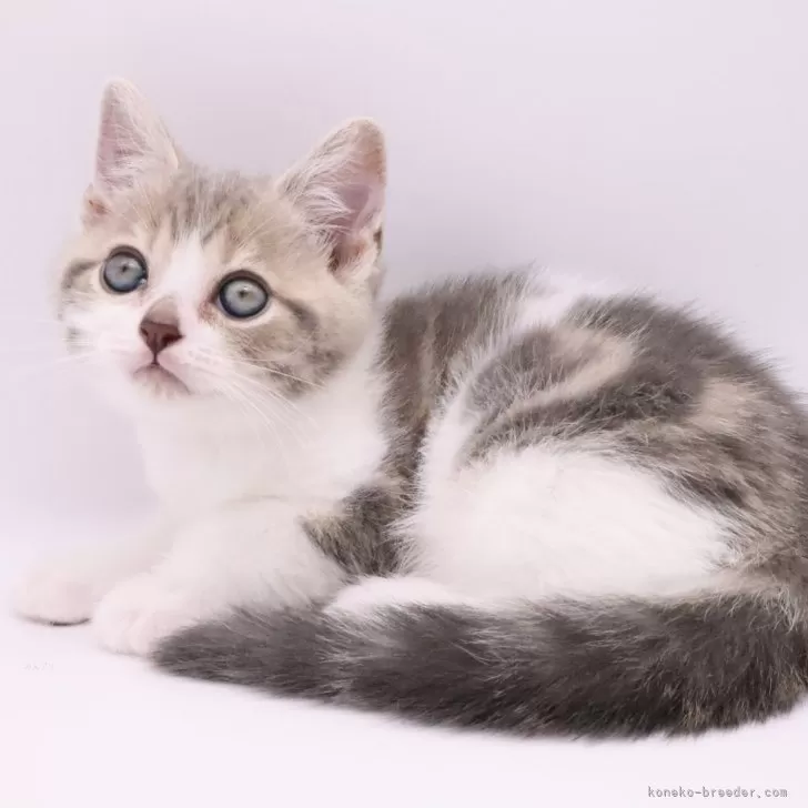N.H 様のお迎えした子猫