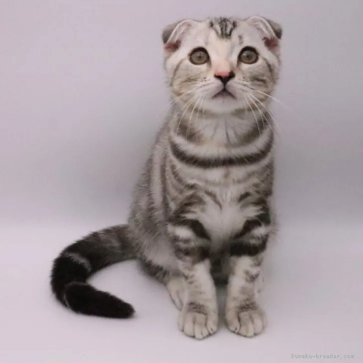 ID:2308-01484の子猫