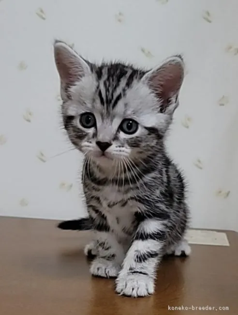 ID：2203-01396の子猫