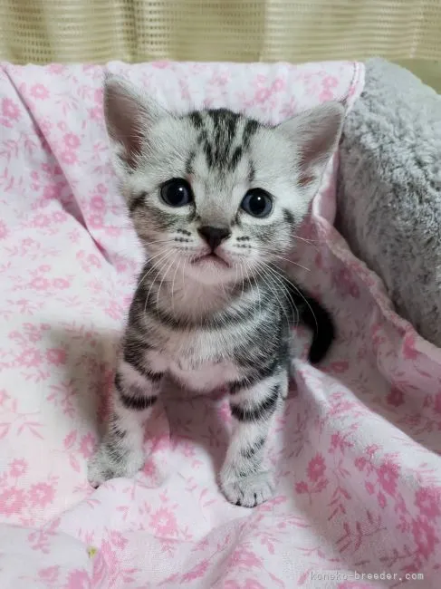 ID:2107-02551の子猫