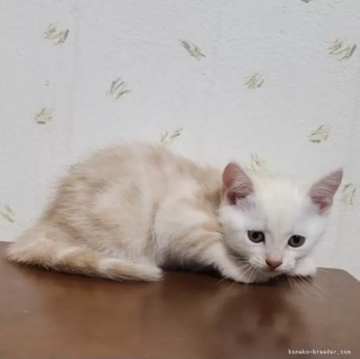 ID:2409-03189の子猫