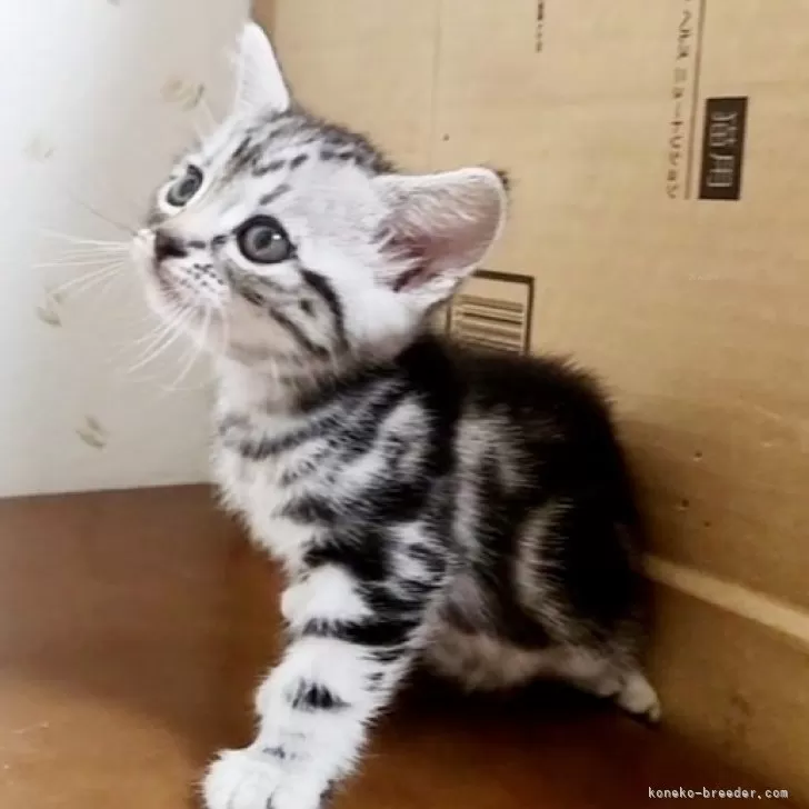 ID：2408-02422の子猫