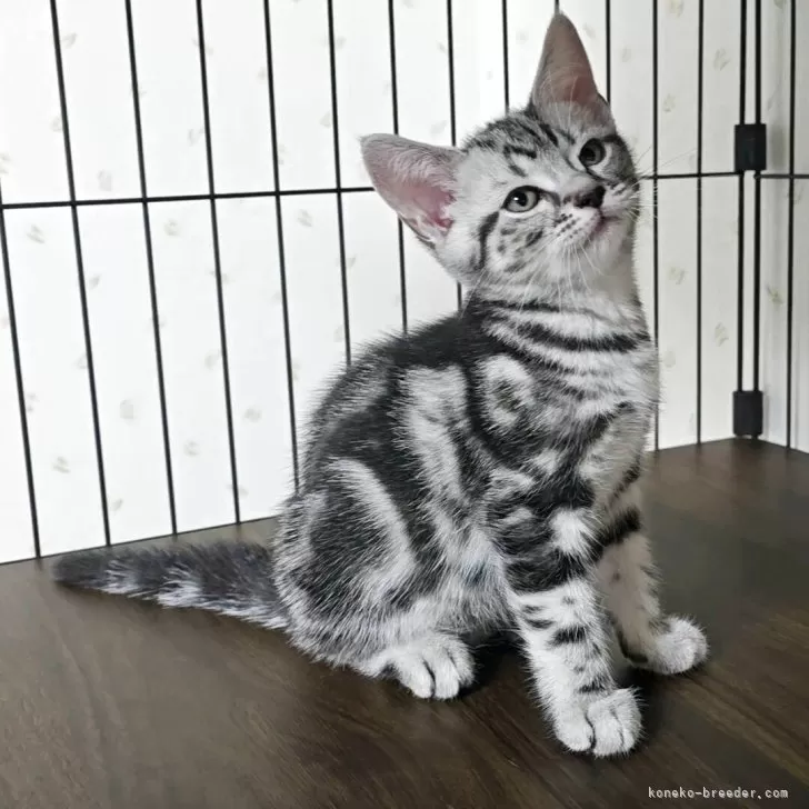 ID：2508-00977の子猫