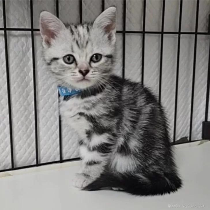 ID:2503-02091の子猫